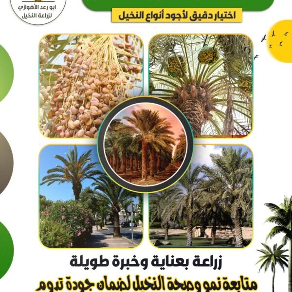 ابو رعد الأهوازي لزراعه النخيل